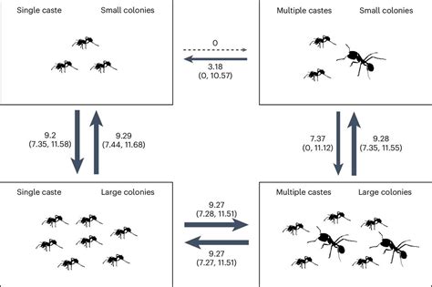 Larger ant colonies drive the evolution of worker .